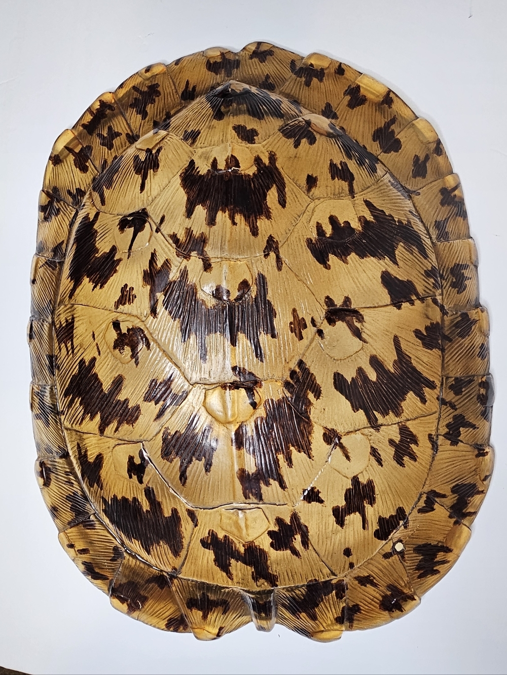 Vintage Sculpure Acrylic Sea Turtle Taxidermy Style Shell Decor